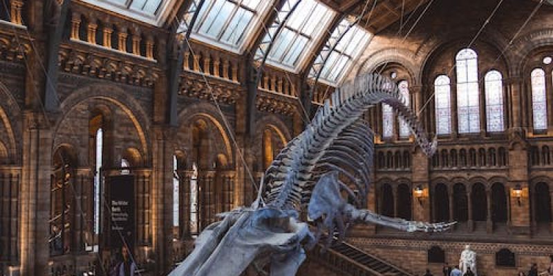 Natural History Museum